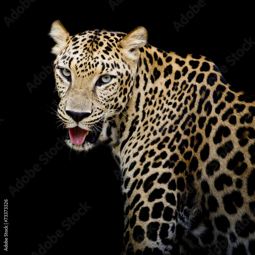Leopard portrait © art9858
