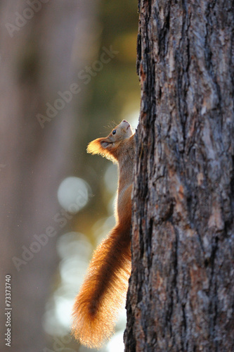 Red squirrel on tree © Stanislav Duben