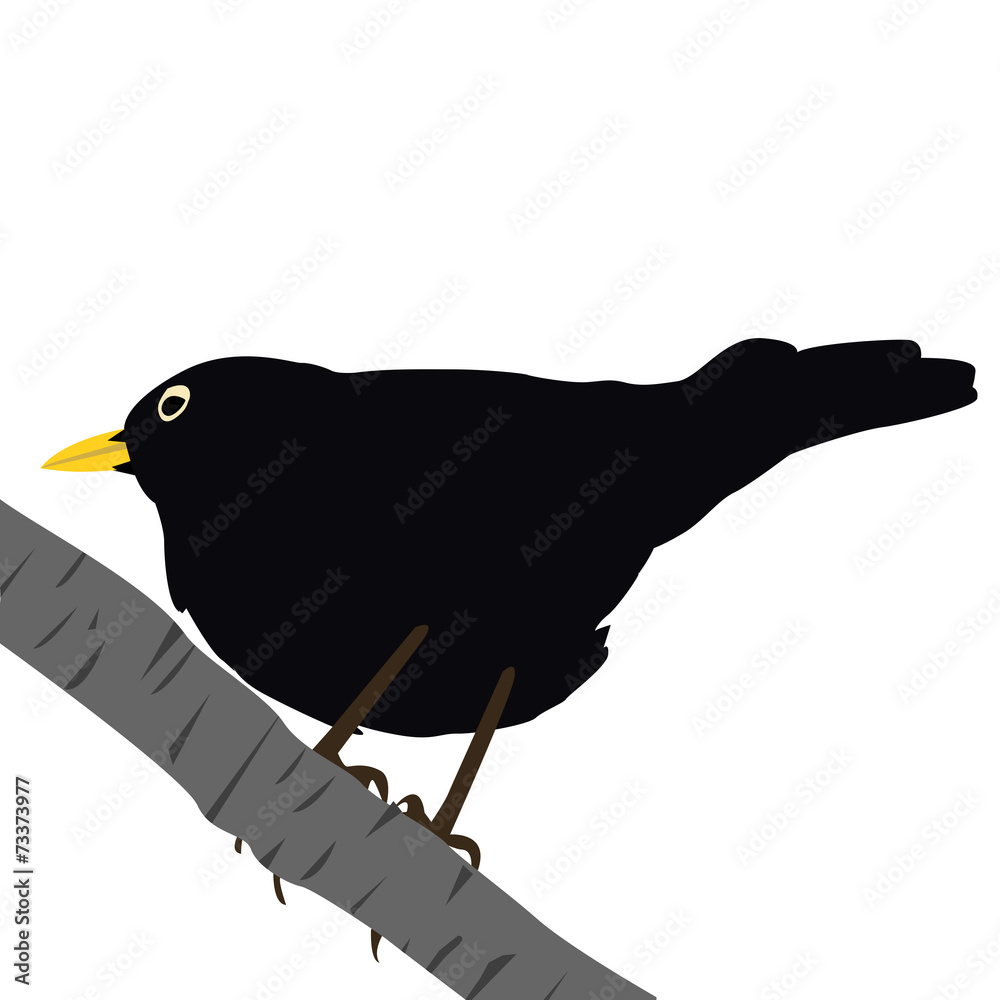 Obraz premium Blackbird on a branch