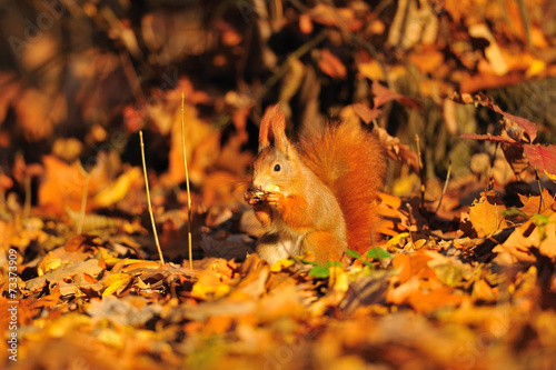 Red squirrel with peanut on the orange leafs