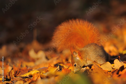 Red squirrel on the fallen leafs