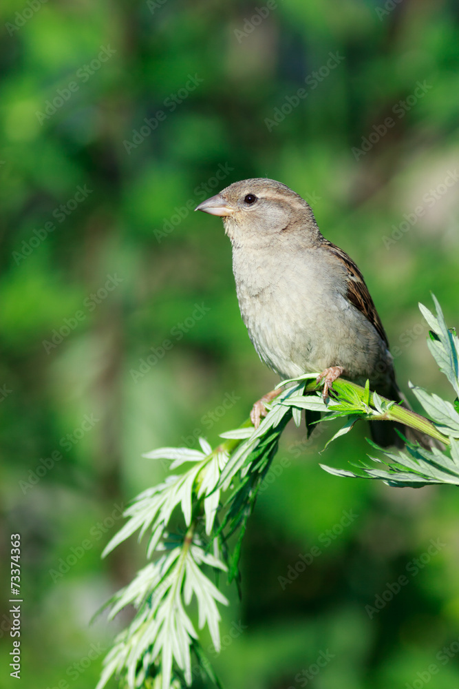 Fototapeta premium Passer domesticus, House Sparrow.