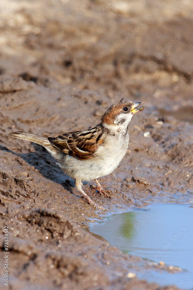 Passer montanus, Tree Sparrow. Passer montanus, Tree Sparrow.