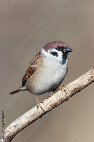 Passer montanus, Tree Sparrow. © fotoparus