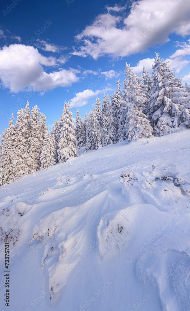 Sunny winter landscape in the mountain forest