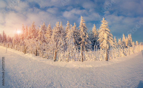 Trees covered with hoarfrost and snow in mountain forest