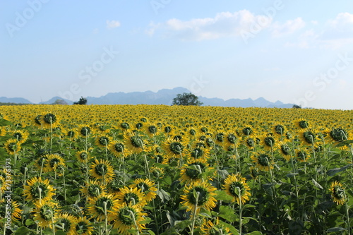 sunflower