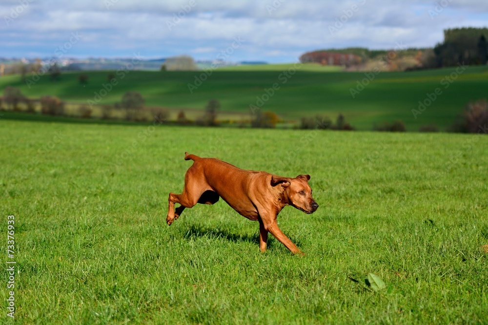 Rhodesian Ridgeback