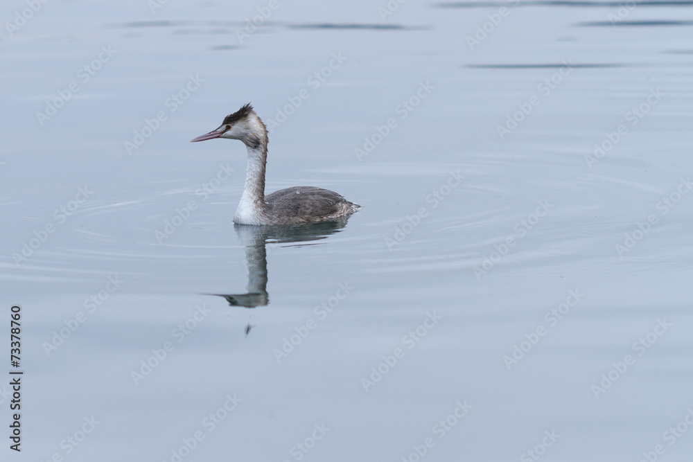 bird on lake