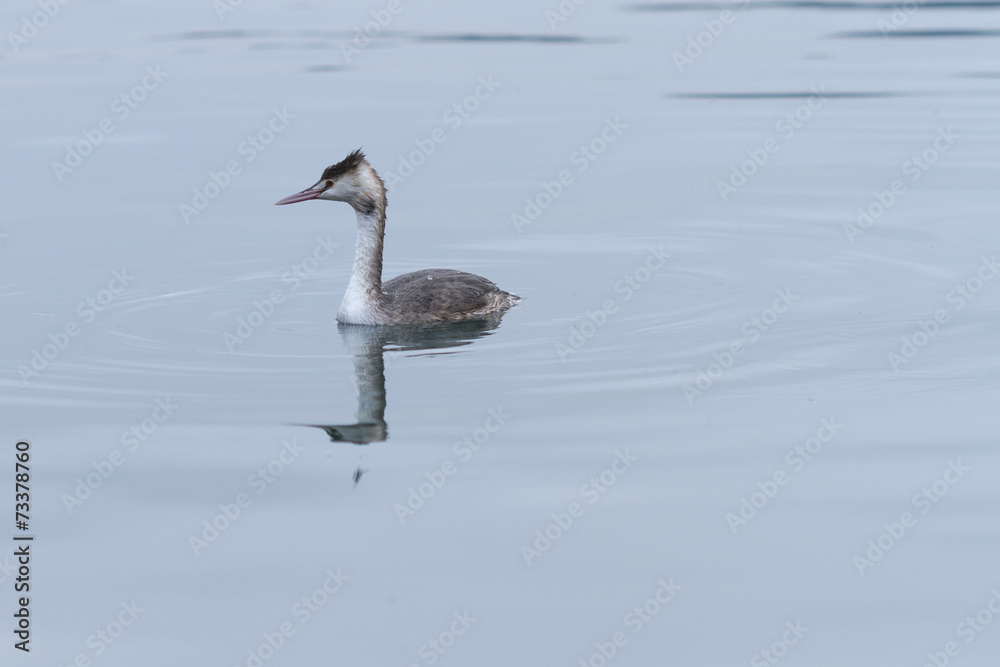 bird on lake bird on lake