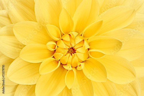 Fototapeta Naklejka Na Ścianę i Meble -  Dahlia, yellow colored flower head.  Studio shooting. Background