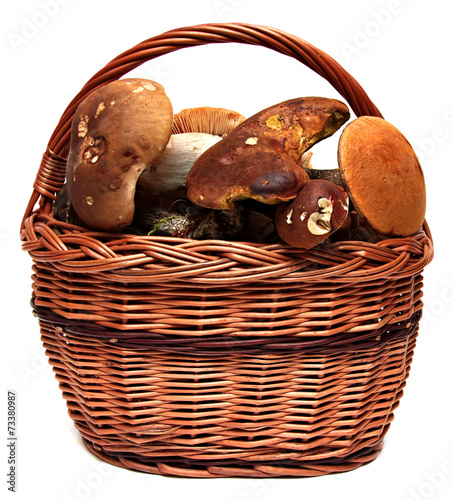Basket of wild mushrooms isolated on white background.