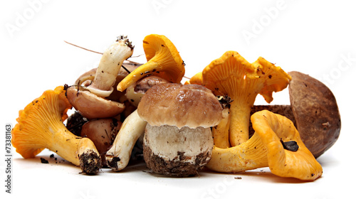 Wild Foraged Mushroom selection isolated on white background,