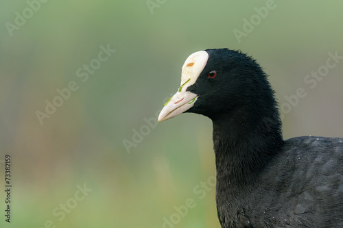 Portrait of a Eurasian Coot (Fulica atra)