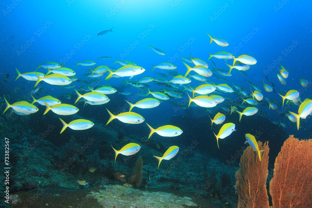 Fototapeta premium Shoal Fusilier fish