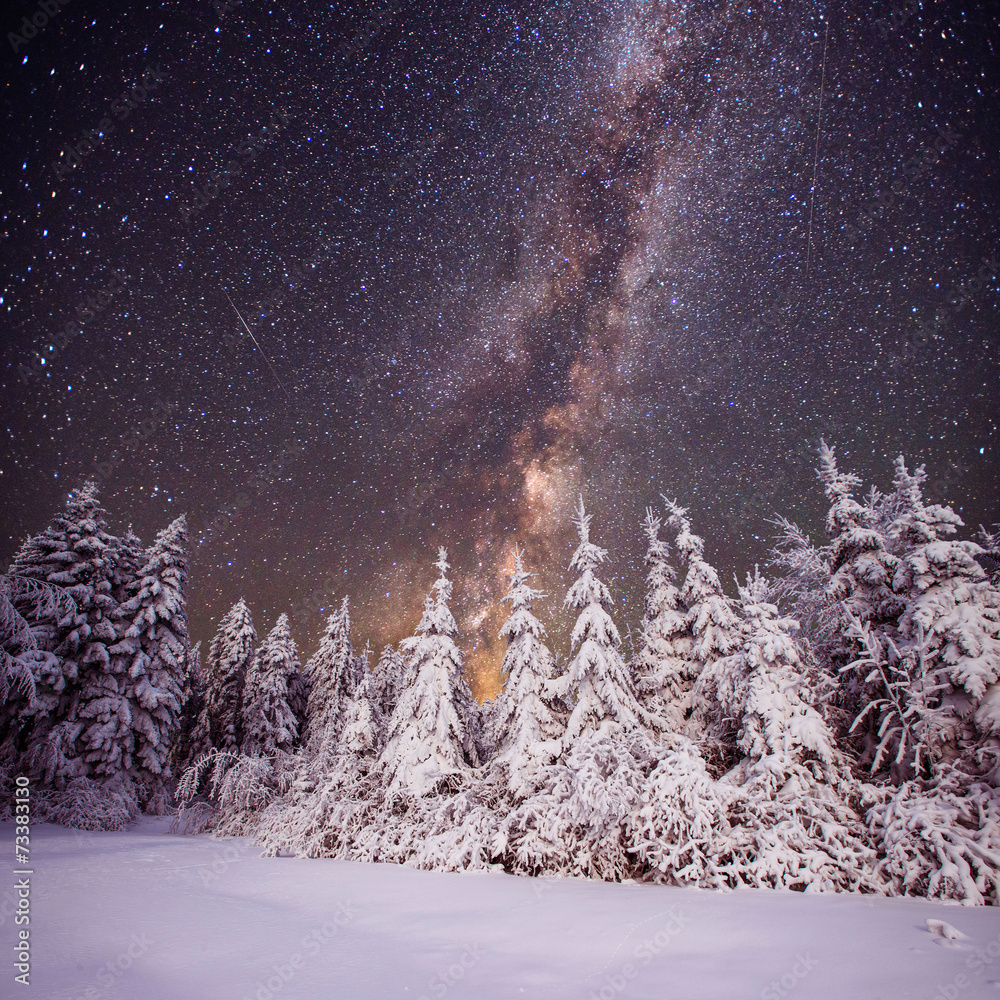 Naklejka premium Starry sky and trees in hoarfrost