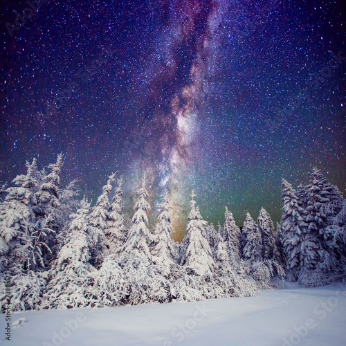 Starry sky and trees in hoarfrost