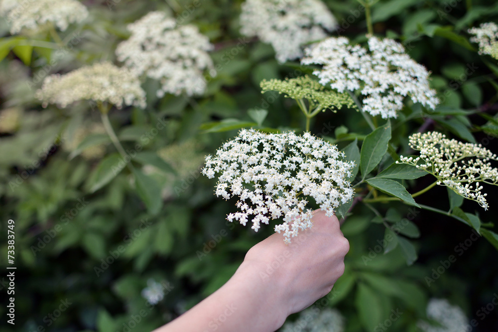 Hand picking sambucus