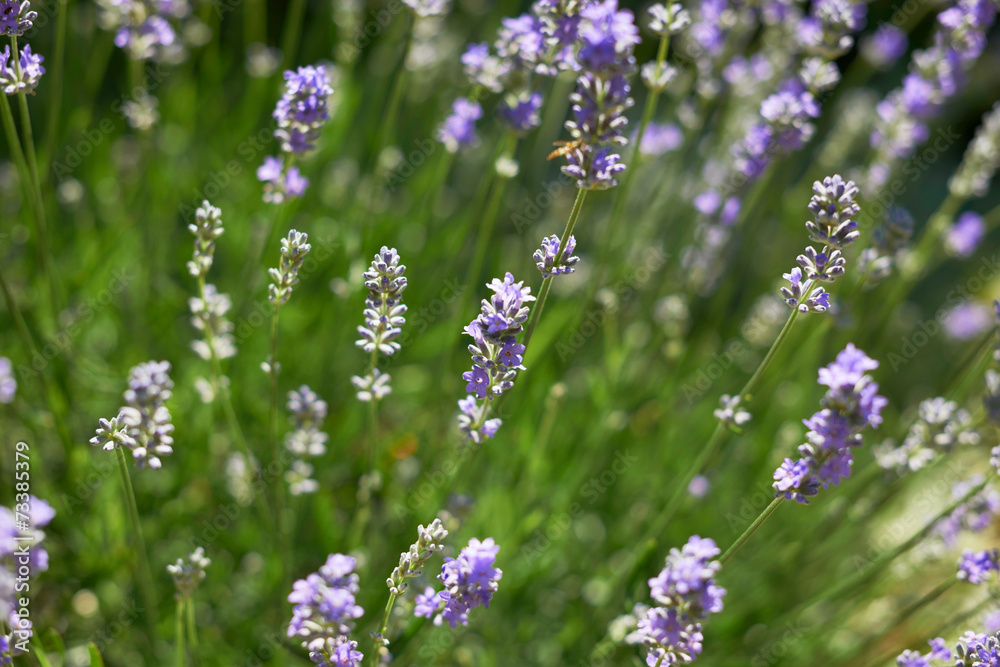 Obraz premium Lavender