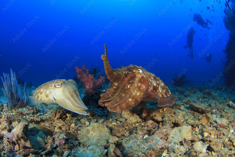 Naklejka premium Cuttlefish mating and scuba divers