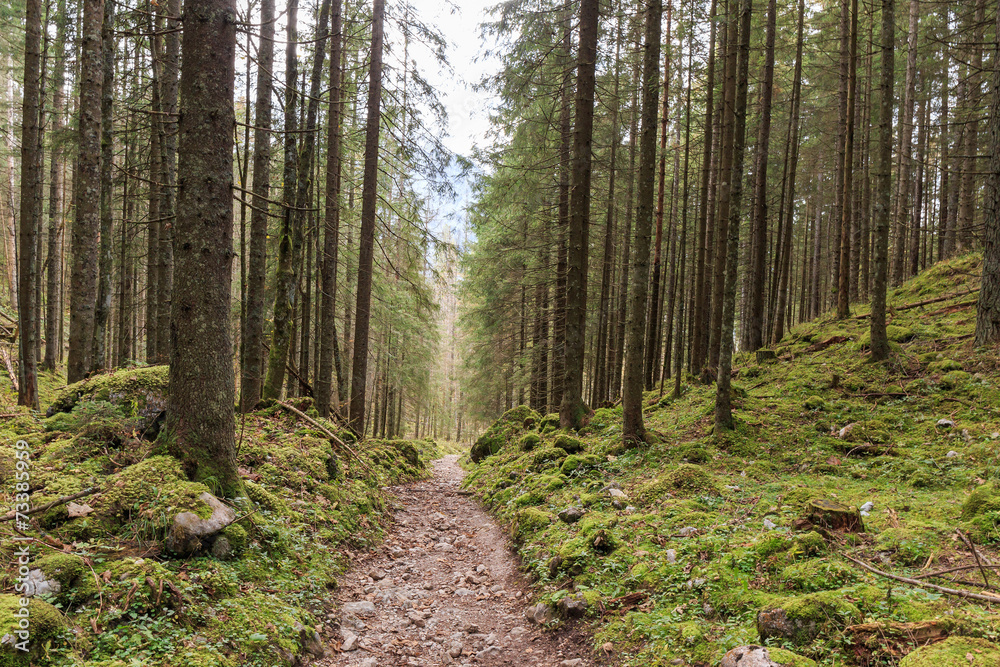 Forest in Berchtesgaden