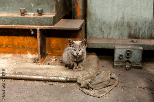 Photography Dirty street cat sitting in factory