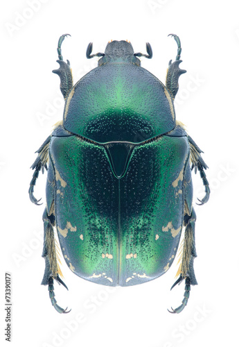 Beetle Protaetia trojana godeti