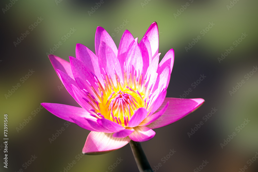 pink Lotus