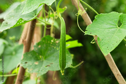 Obraz na płótnie Luffa gourd plant inside garden