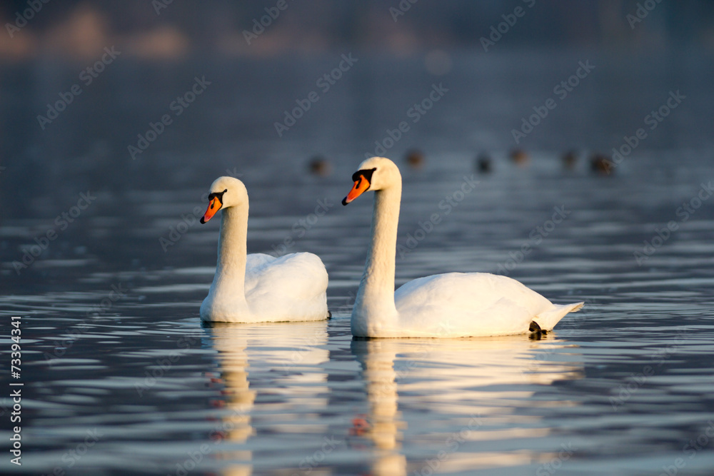 Fototapeta premium swan