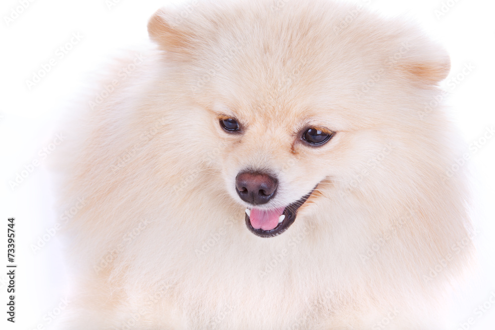 white pomeranian dog close up face