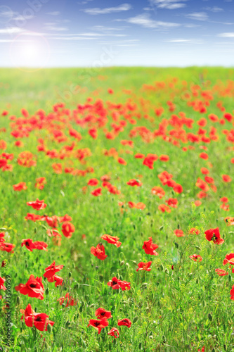 Beautiful poppy flowers in the field