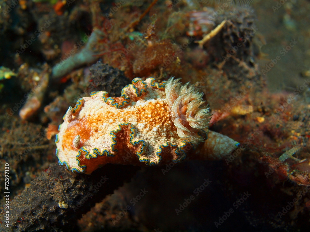 Naklejka premium True sea slug, Island Bali, Tulamben