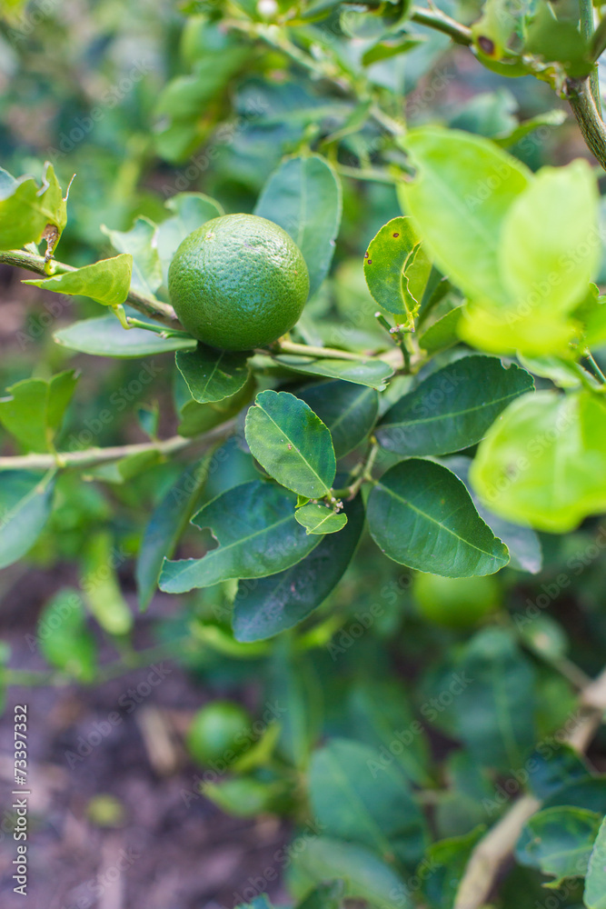 lime
