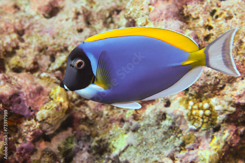 surgeonfish