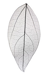 Papier peint photo Nervures de feuilles Decorative skeleton leaf isolated on white  © Africa Studio
