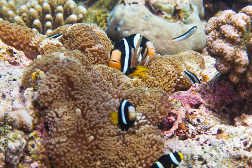 clark's anemonefish