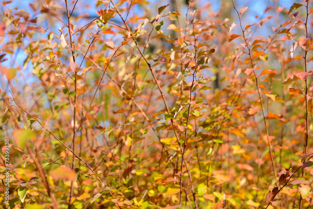 Autumn tree twigs Autumn tree twigs