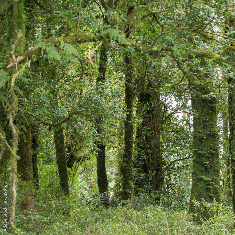 green jungle with tree rainforest green jungle with tree rainforest