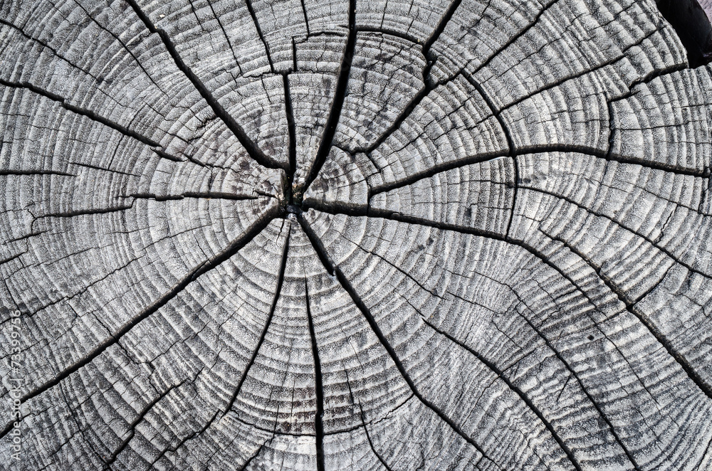 Fototapeta premium wooden texture background