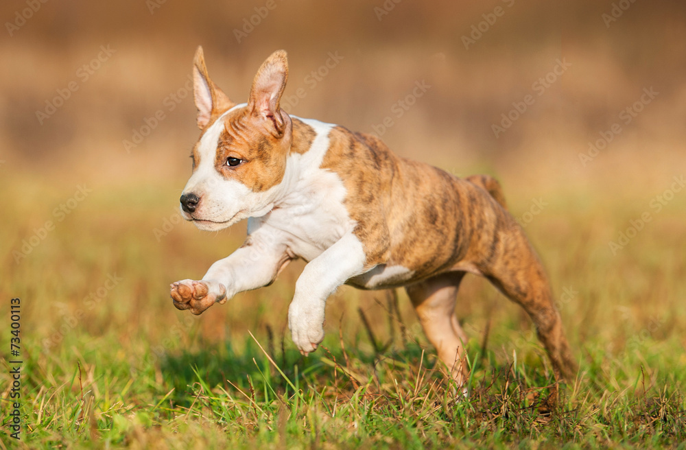 American staffordshire terrier puppy running