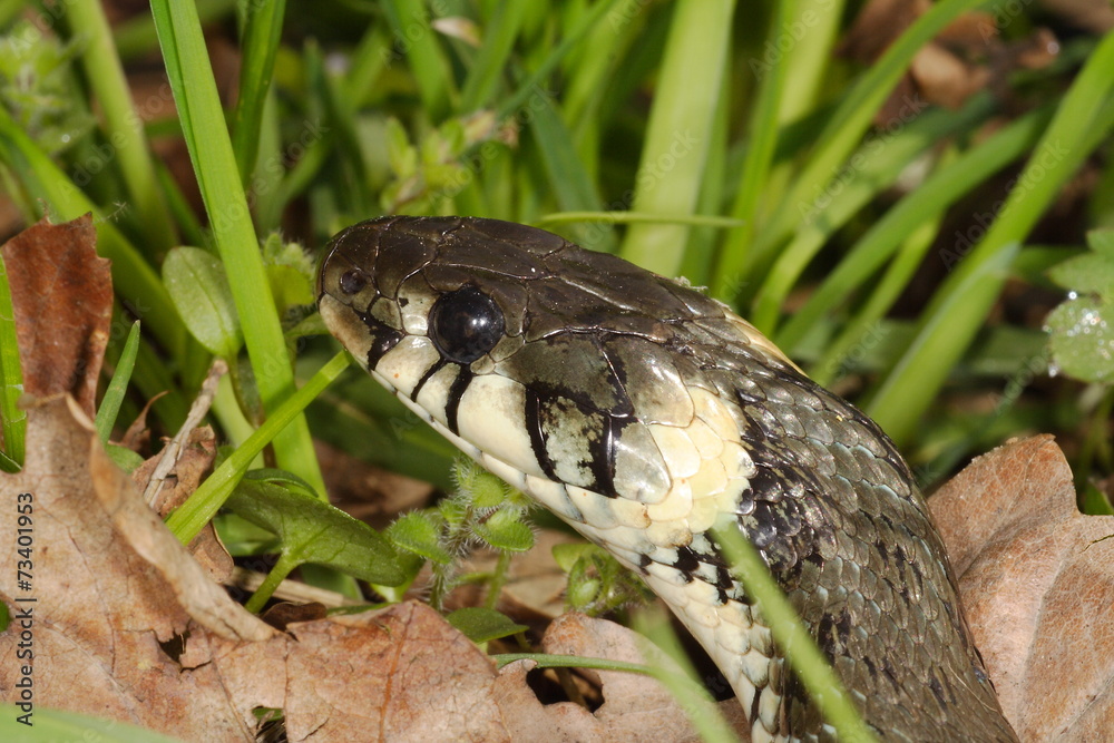 Natrix natrix