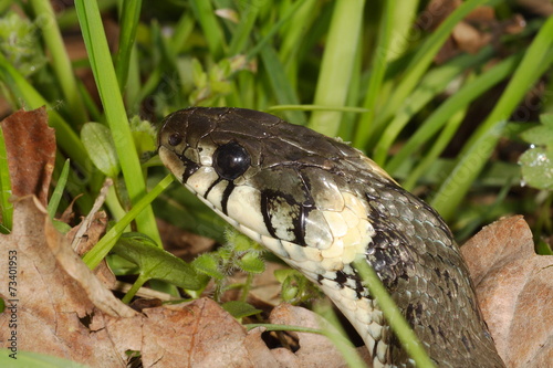 Obraz na płótnie Natrix natrix w salonie