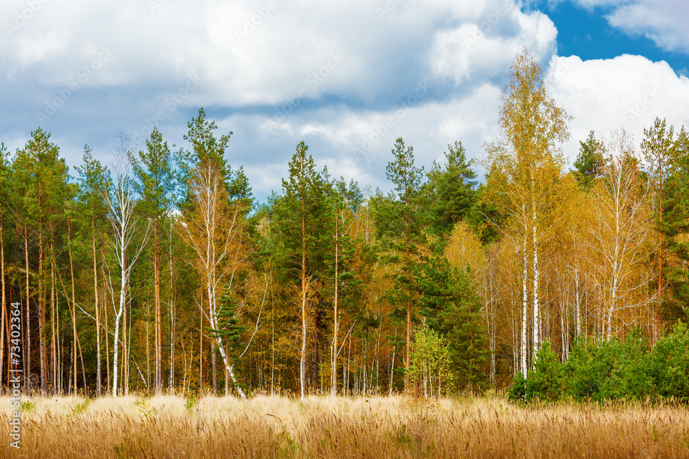 Fototapeta premium Autumn landscape with birch and pine trees grove.