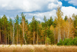 Autumn landscape with birch and pine trees grove.
