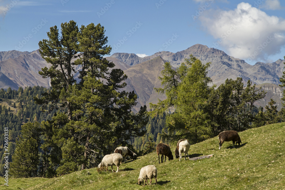 Schafe in Tirol