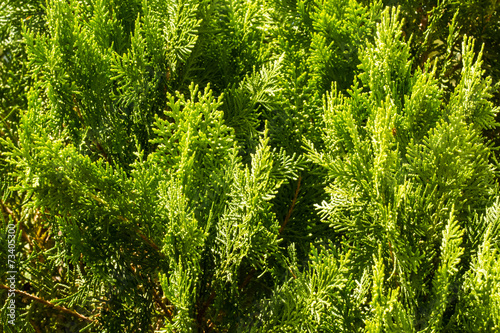 Thuja orientalis