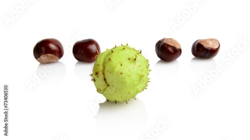 Four chestnuts different in line isolated on white background