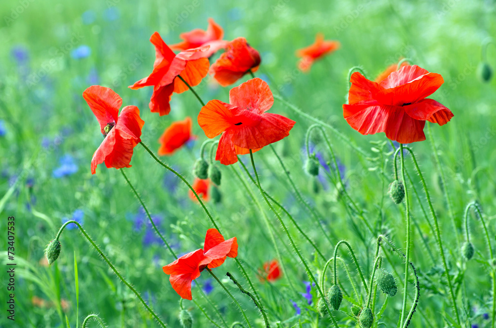 Obraz premium red poppy