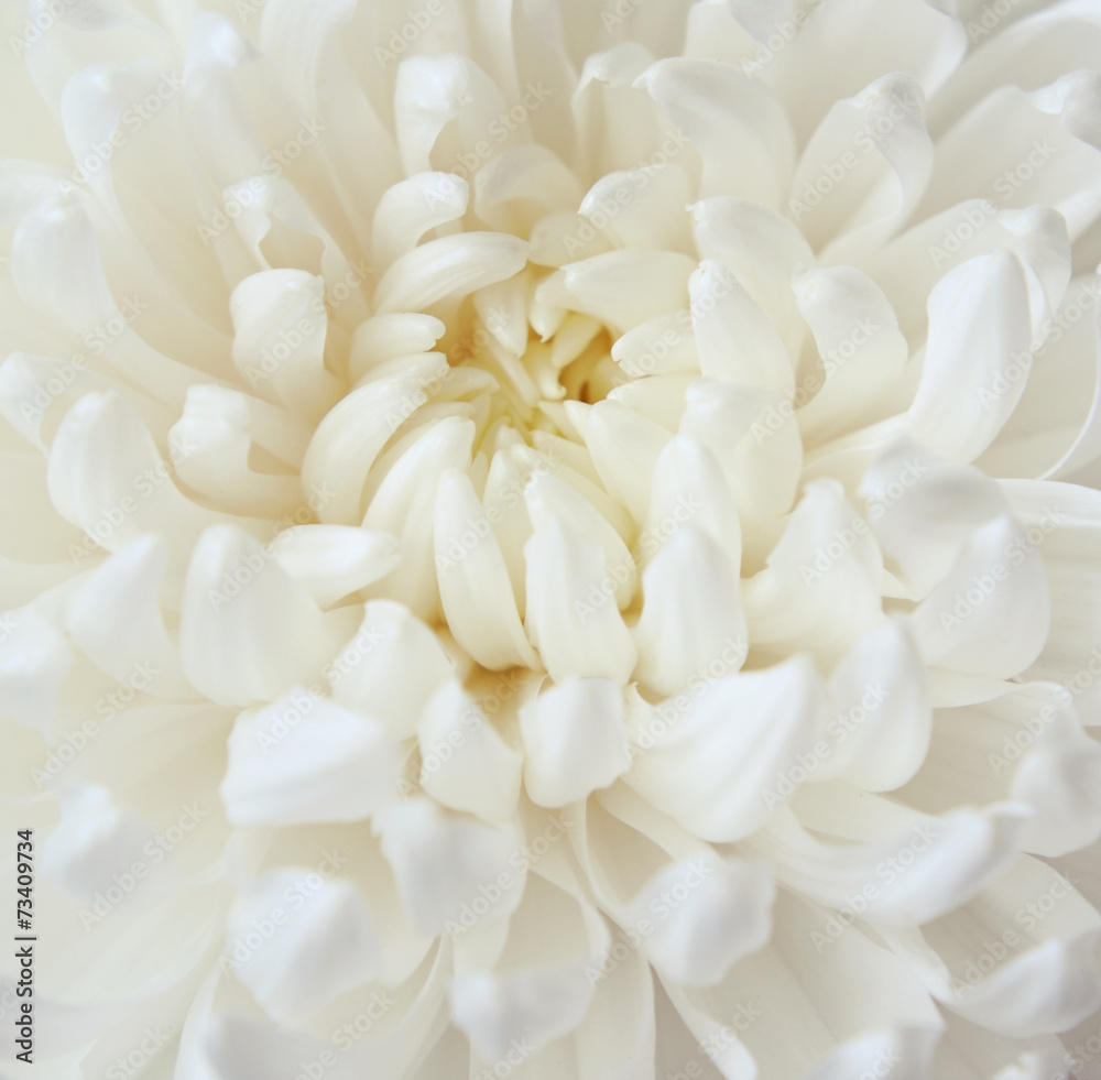 White chrysanthemum flower